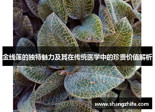 金线莲的独特魅力及其在传统医学中的珍贵价值解析